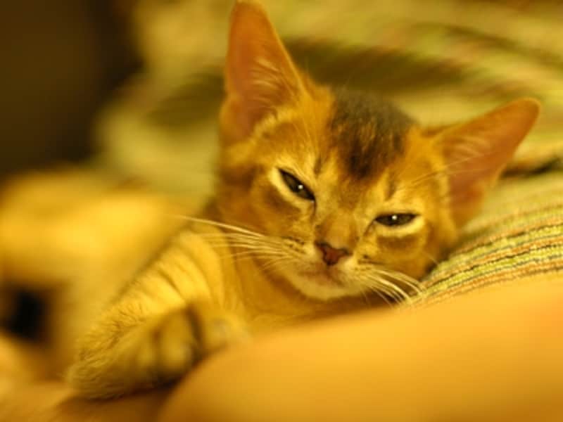 「わたしはここにいるよ」癒しのゴロゴロです