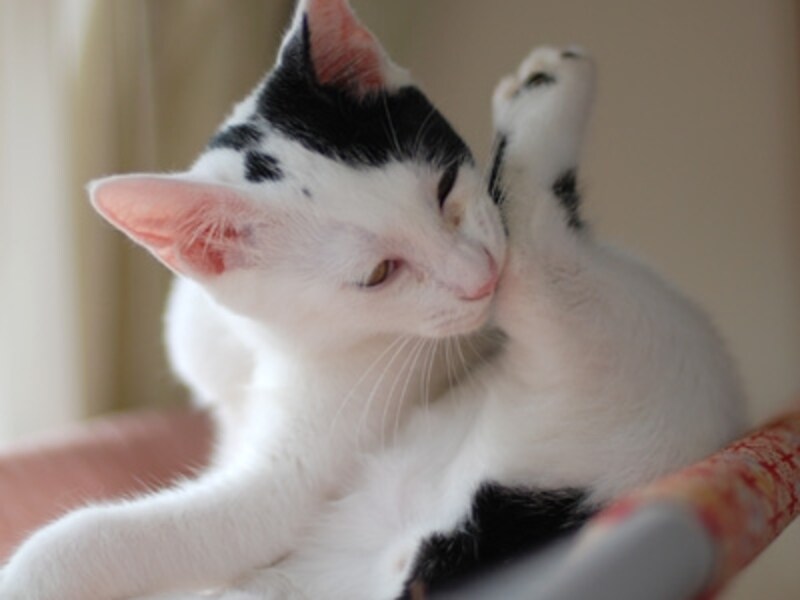 「ふぅ、びっくり、落ち着かなきゃ」とゴロゴロ