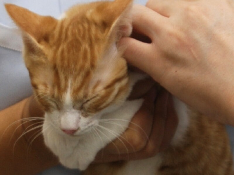 「痛いよ~。ゴロゴロで早く治さなきゃ!」