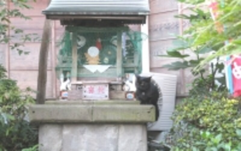 場所によっては猫のほかに、狸その他の小動物も住んでいるらしい。また、夏に行くと蚊も多いのでご用心