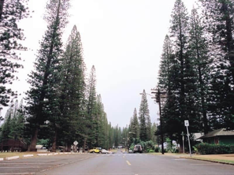 ノーフォーク松の並木が印象的なラナイシティ。もともとはパイナップル農園の労働者のために造られた町（画像協力：ハワイ州観光局）