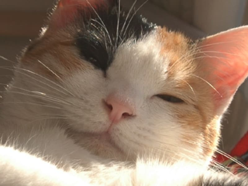 微睡みの微笑みは、見る人の心も溶かします