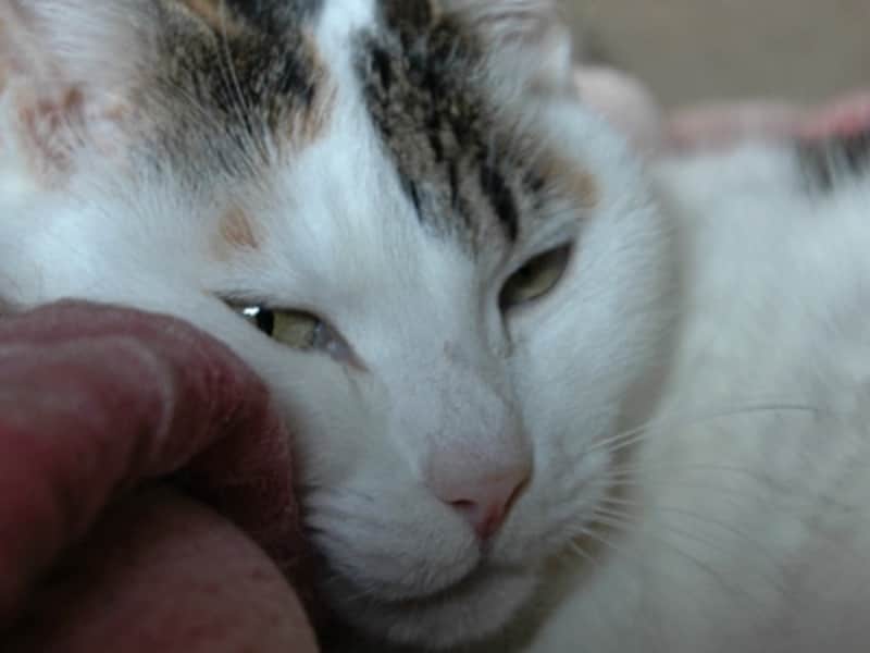 眠くなると目頭の瞬膜が出てきます