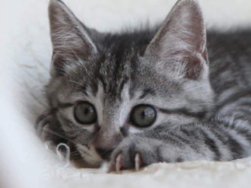 興味を惹くものをみつけた猫は、爪を立てて飛びかかる準備をします