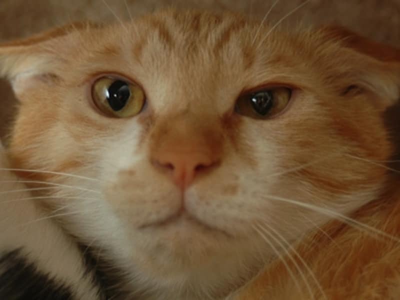 恐怖のあまり、左右の目の形が違ってしまうことがあります