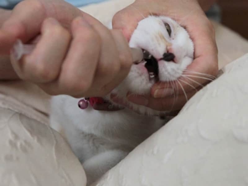 水薬はシリンジで喉の奥に流し込みます 暴れる猫は、布でくるんで足で挟み落ち着かせます