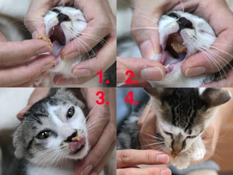 粉薬をペーストの缶詰に混ぜて 1.口を開き 2.上あごになすりつけて舐めさせます 3.または鼻先につけて 4.前足につけて舐めさせてもOKです