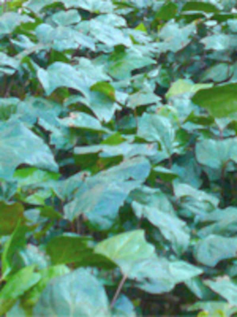 green.jpg