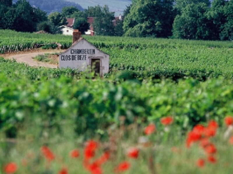 ワイン好きなら一度は行きたいブルゴーニュのワイナリー巡り© ATOUT FRANCE/CRT Bourgogne/Alain Doire