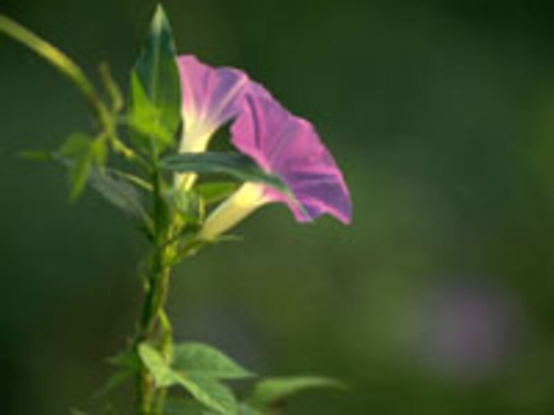 夏休みも早起きしてアサガオ観察
