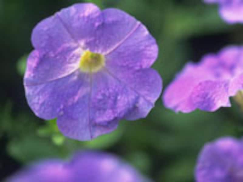 様々な角度から植物のことを考えてみましょう