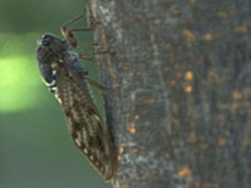 どんな鳴き声かな?調べてまとめてみましょう