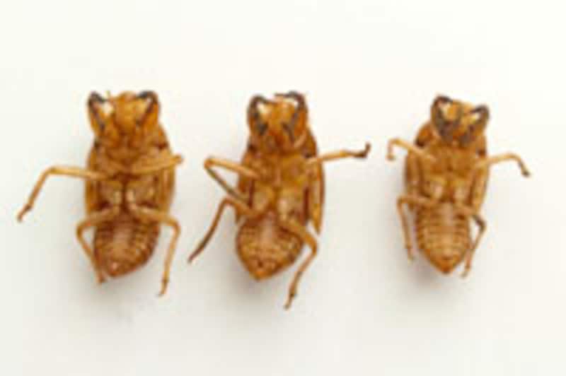 抜け殻を見つけたら保存しておきましょう