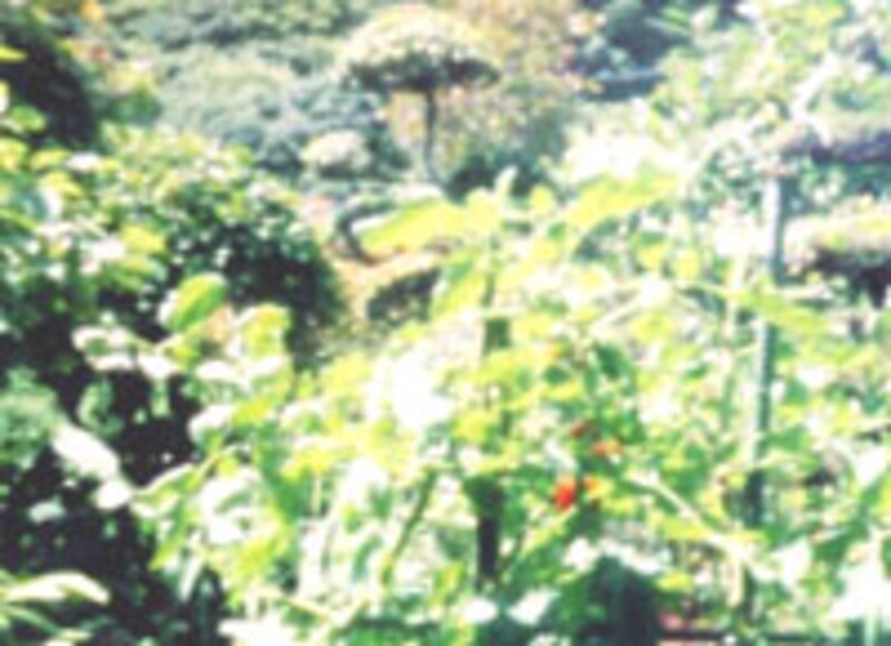 光に当てすぎて白っぽい写真