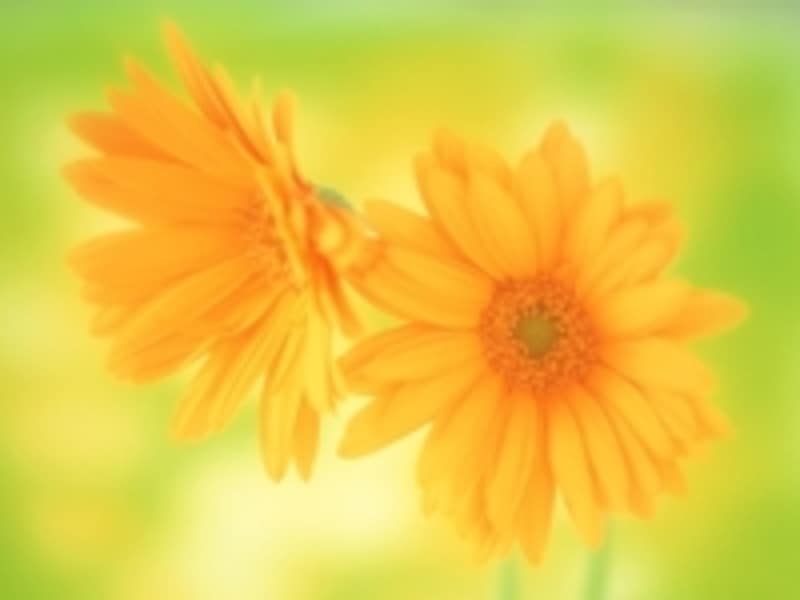 スプリングタイプのカラーパレットは、咲きほころぶカラフルな春の花々や、みずみずしい新緑のイメージ