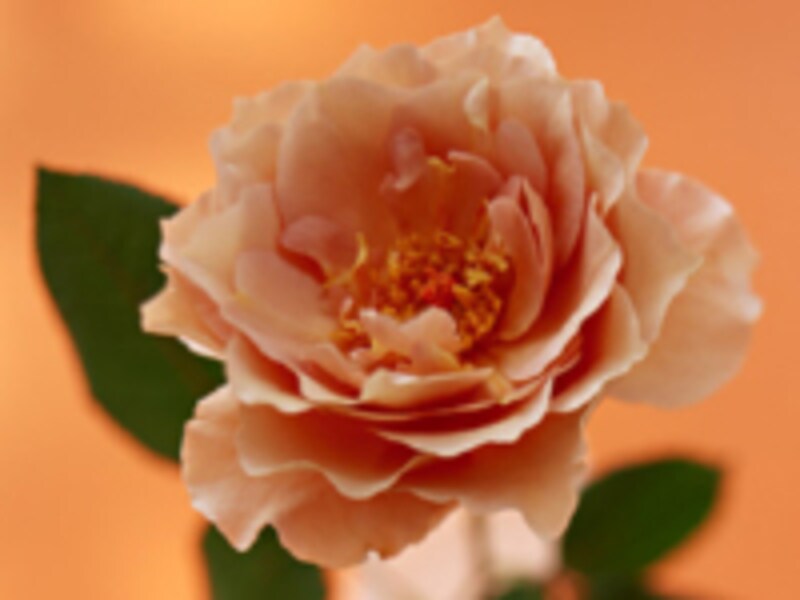 オータムタイプ