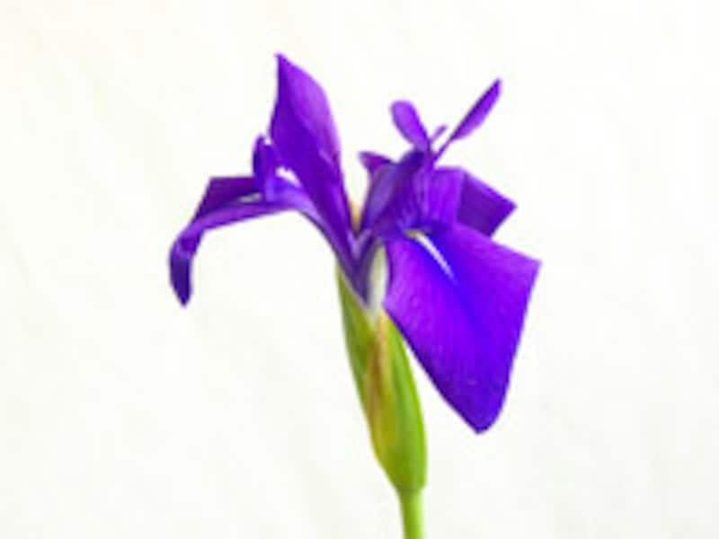 杜若のような紫色は、古来、高貴な色として尊ばれてきました。