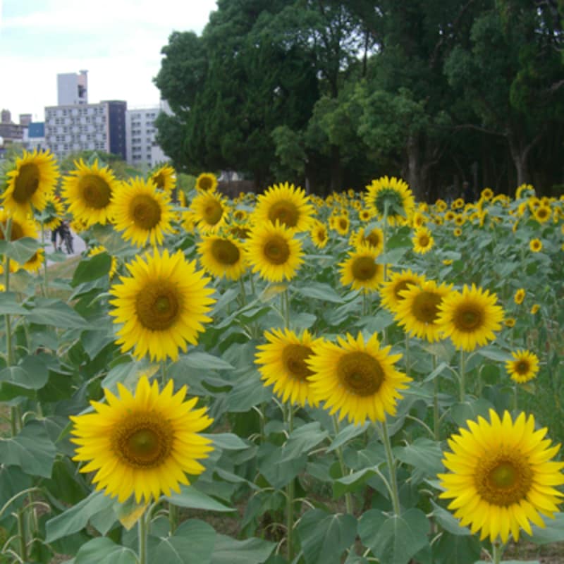 福岡市中心部にある大濠公園に、向日葵の花の黄色が一面に広がっています。