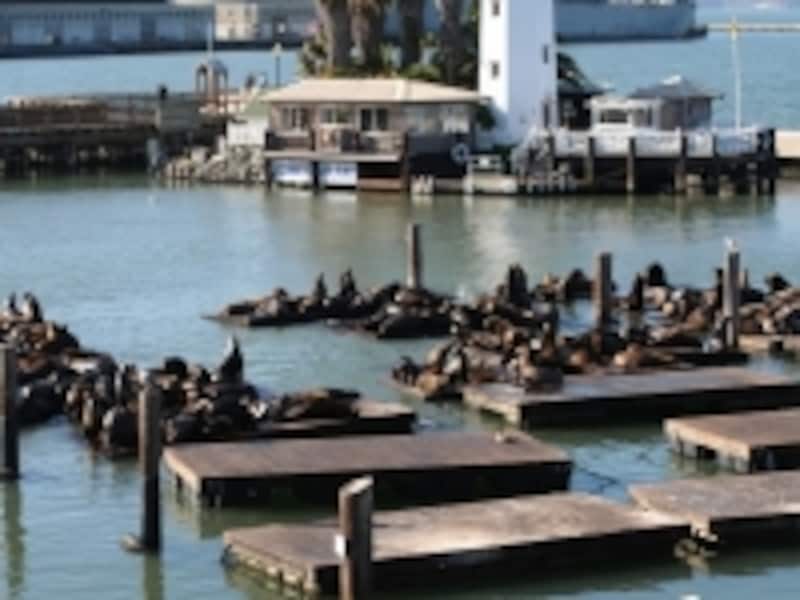 野生のアシカがたくさんいます！