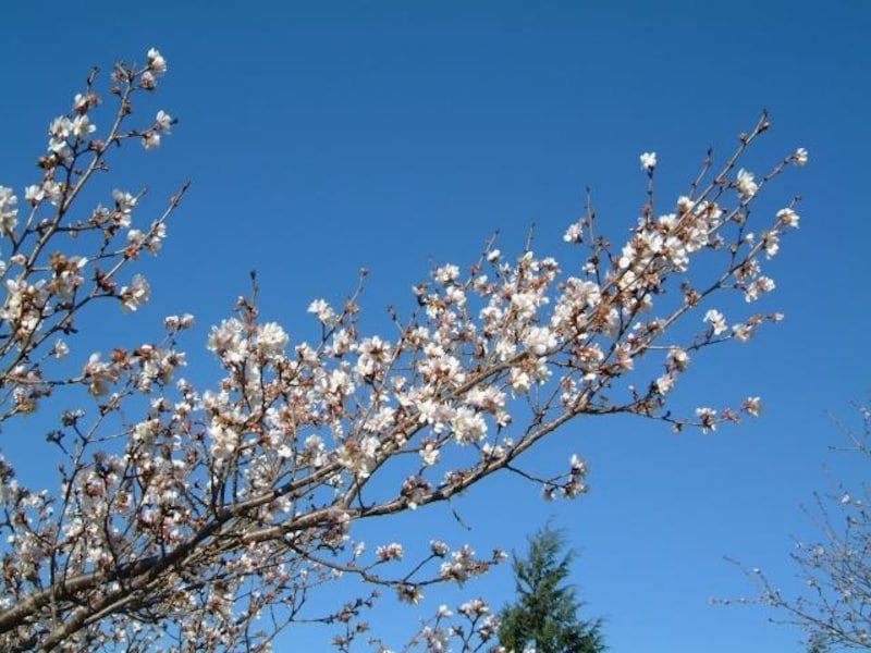 桜山公園の冬桜(1)