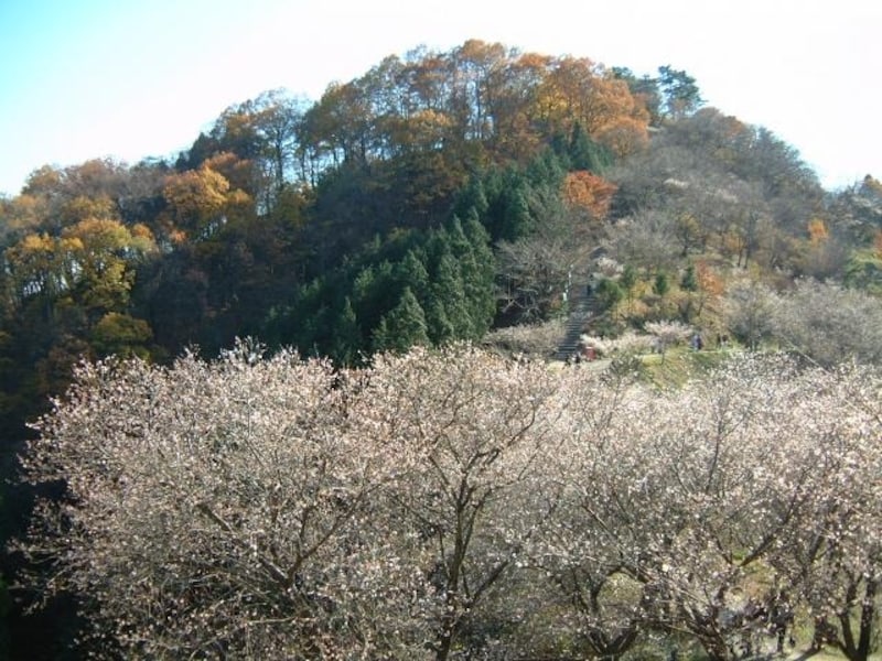 桜山公園の冬桜(2)