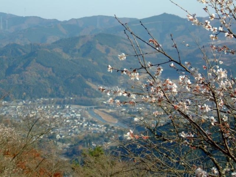 桜山公園の冬桜(3)