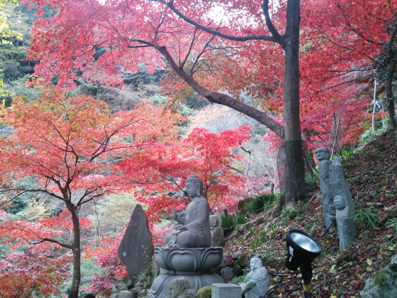 大山不動尊（大山寺）の紅葉（4）