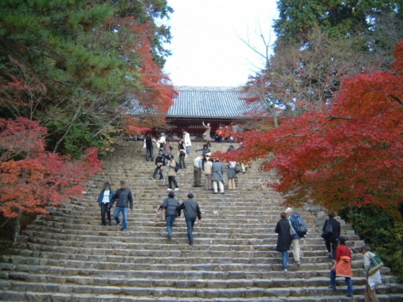 京都でいち早く紅葉が楽しめる名所「三尾（高雄、栂尾、槙尾）」を歩こう！ 心ときめく人気紅葉スポット [名所・旧跡] All About