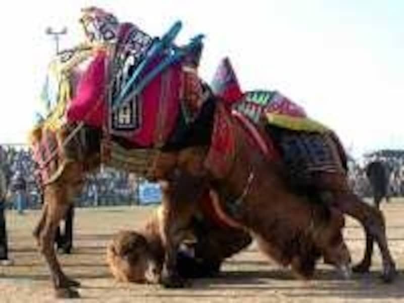 オスのラクダが闘志を燃やす繁殖期に行われます