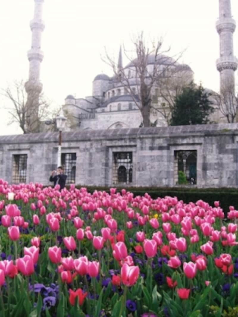 春のイスタンブールチューリップ祭（スルタンアフメットモスク）