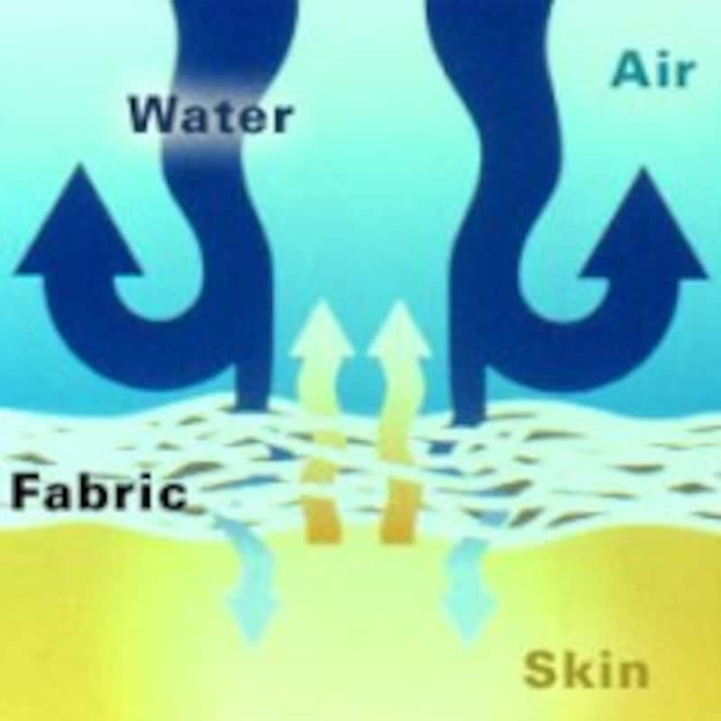 シールスキンズ構造