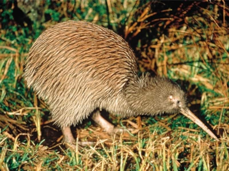 国鳥のキーウィ。夜行性で飛ぶ事が出来ない