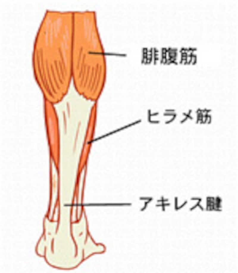 足のむくみを解消するストレッチ 全文 筋トレ 筋肉トレーニング