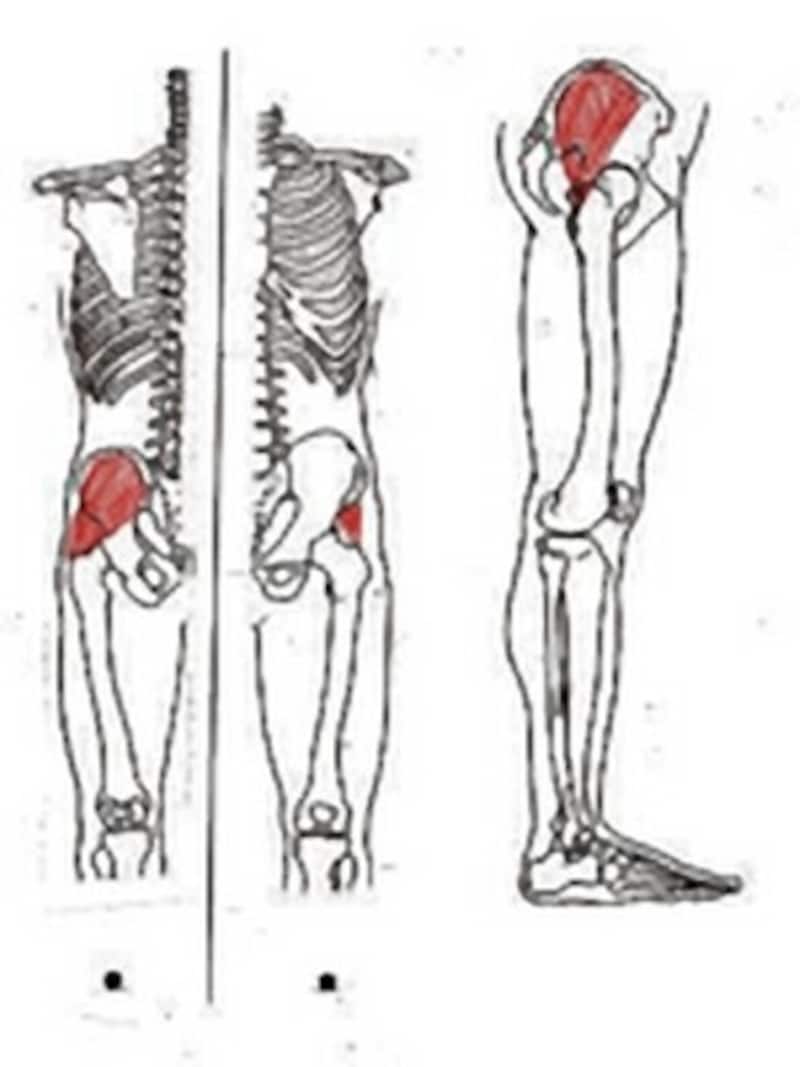 中殿筋はお尻の外側にある筋肉