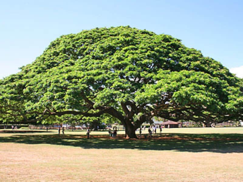 日立の樹で有名なモアナルアガーデン。バスやトロリーで行きにくい場所も、貸切チャーターでラクラク観光