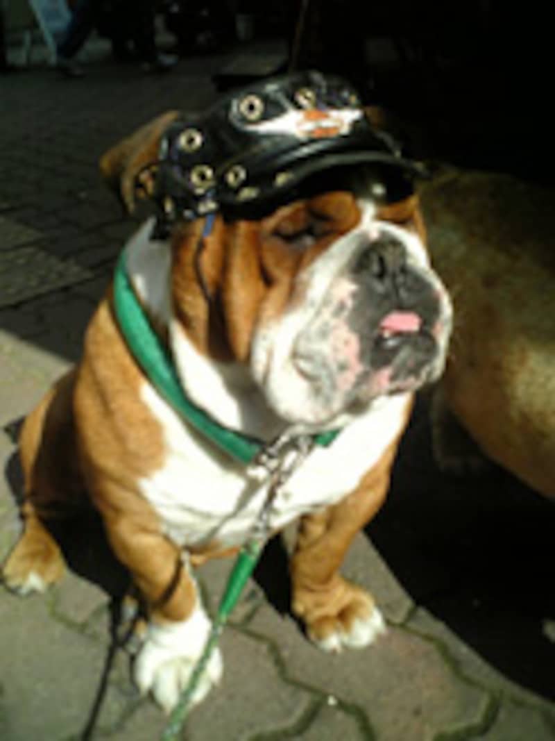 帽子をかぶった犬