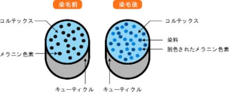 カラーリングは薄毛男性の敵か味方か 男のヘアケア All About