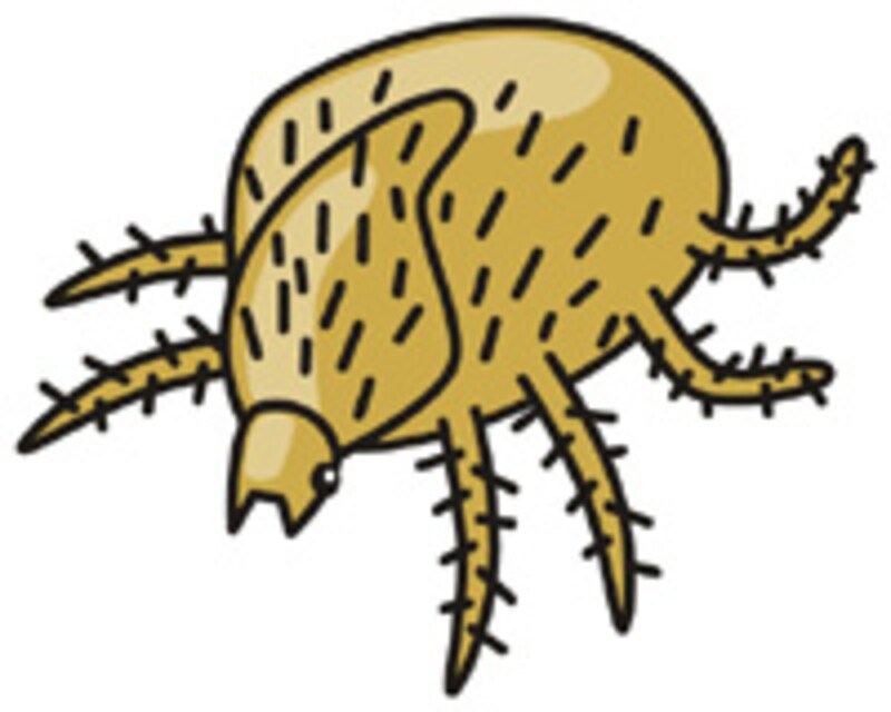 ダニのイメージ