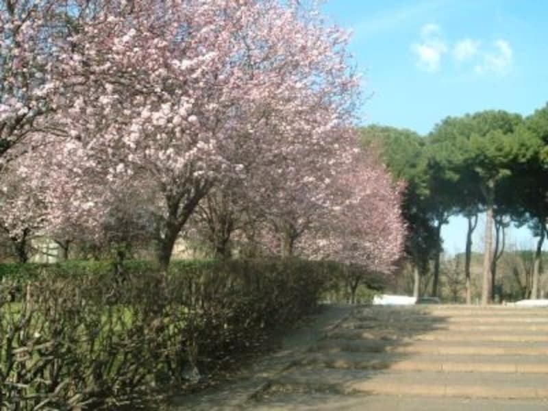 桜によく似たアーモンドの花も咲き乱れる春は、お散歩も気持ちいい！