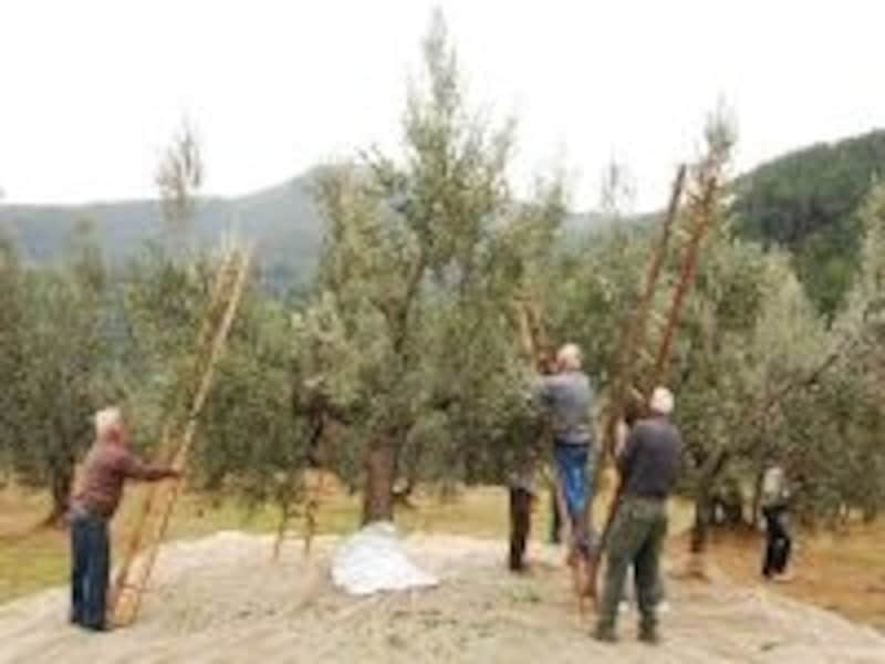 オリーブの収穫も10月下旬から11月。絞りたてオイルは得も言われぬ美味しさ！