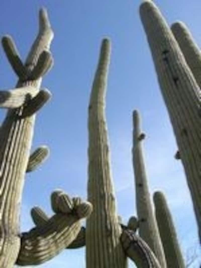アリゾナは、こんな樹齢何百年のサボテンがニョキニョキ生えている場所です
