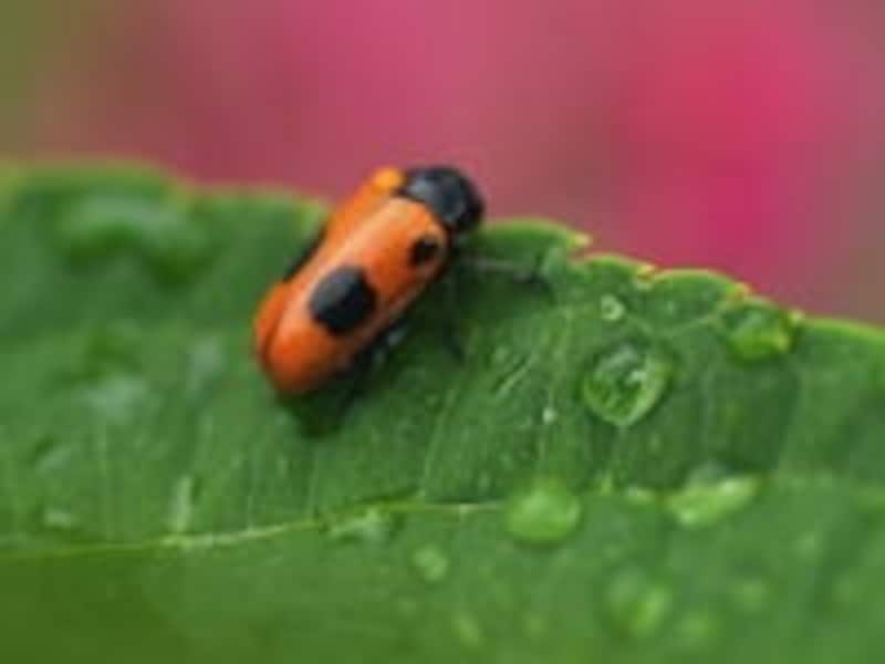 害虫をアロマで駆除してクリーンな環境を作りましょう