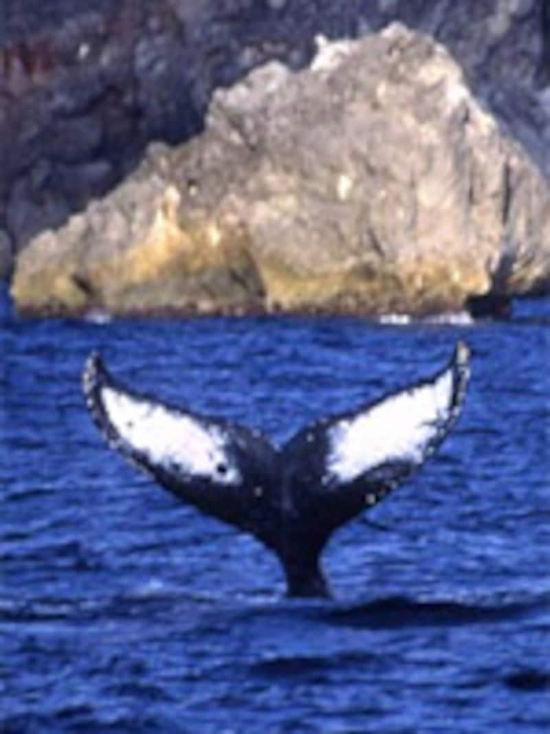 体長13m重さ40tもの巨体が懸命にジャンプを繰り返す