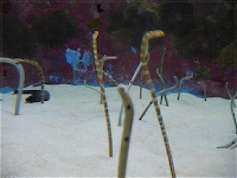 動画で見せられないのが残念