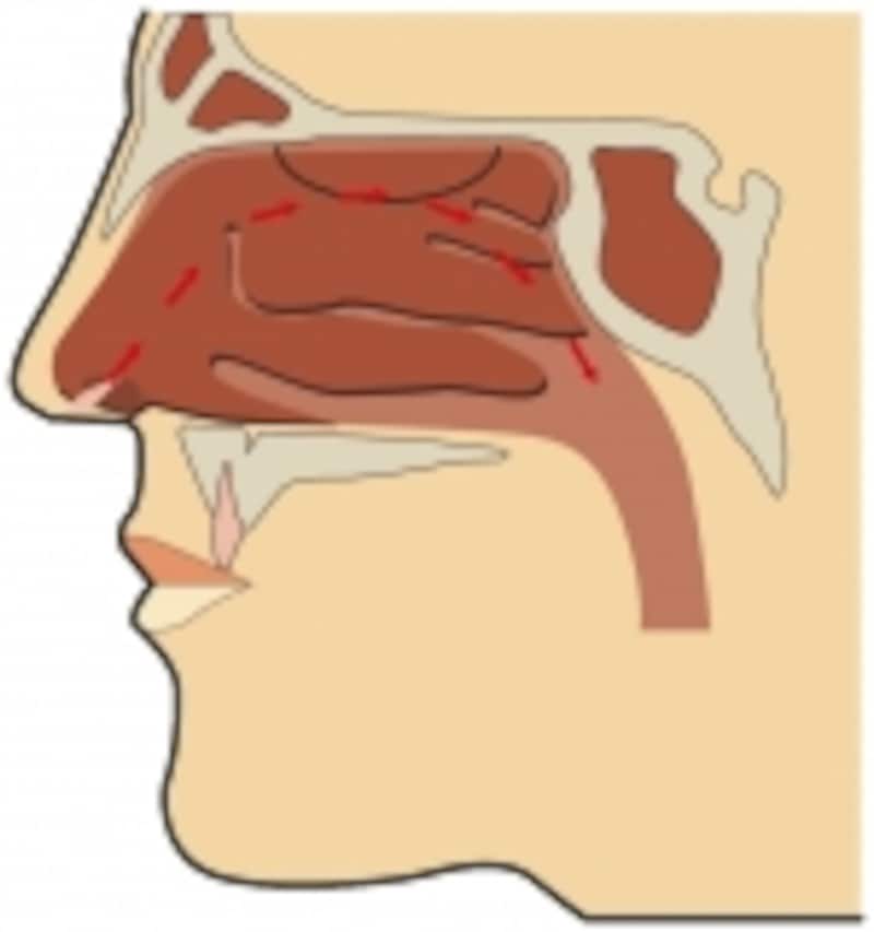 鼻は空気清浄機のような役割をしている