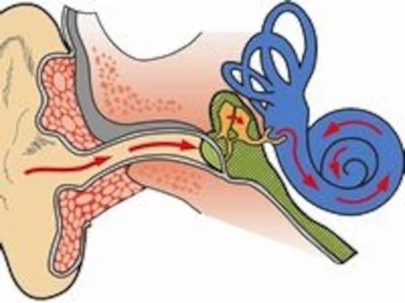 耳は精密機械のように複雑で繊細な構造をしている
