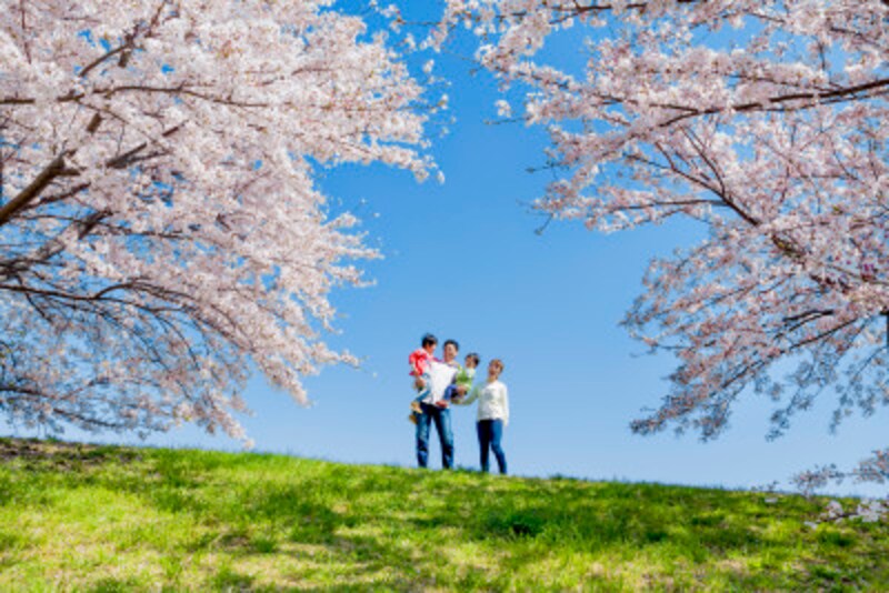 桜!花見!楽しい行事ですよね。