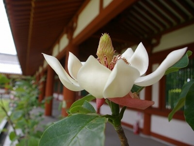 薬師寺回廊に咲く、オオヤマレンゲの花