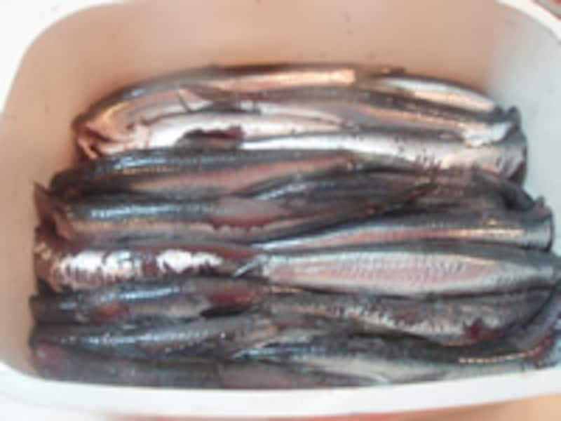アンチョビを並べる