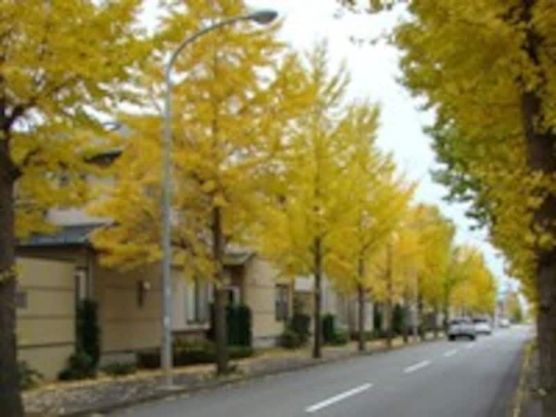 ブランド化する郊外